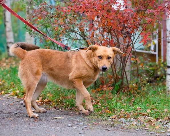 Мягкая и послушная молодая собака ищет дом в Санкт-Петербурге фото 3