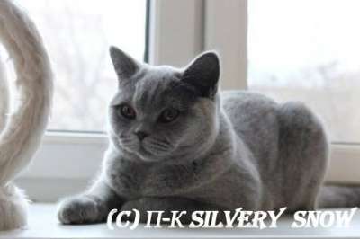 Британские котята питомника Silvery Snow в Костроме