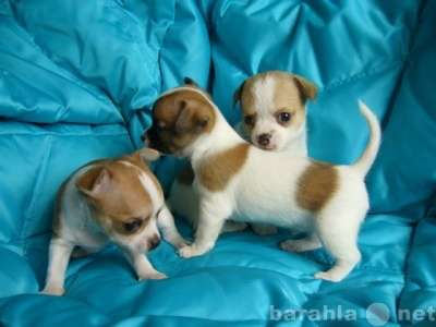 щенки чихуахуа-маленькие собачки! в Балаково