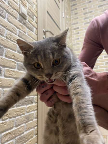 Отдам котика в добрые руки в Москве фото 5