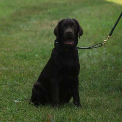 Шоколадная девочка лабрадор(клеймо, док.) в Тюмени фото 8