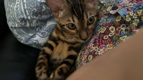 Бенгальские котята девочки в 