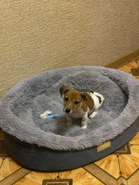 Джек Рассел