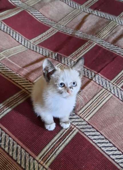 Чистокровный тайский котёнок, 2 месяца, девочка в 