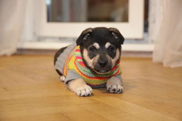 Щенок коротколапик Умка ищет семью! в Москве фото 3