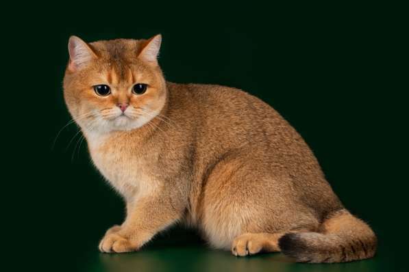 Британская кошечка в Санкт-Петербурге фото 7