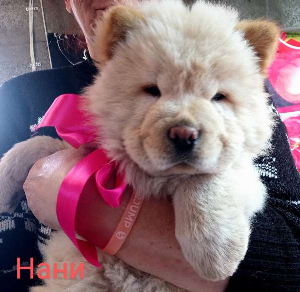 Щенки чау-чау в Краснодаре фото 19