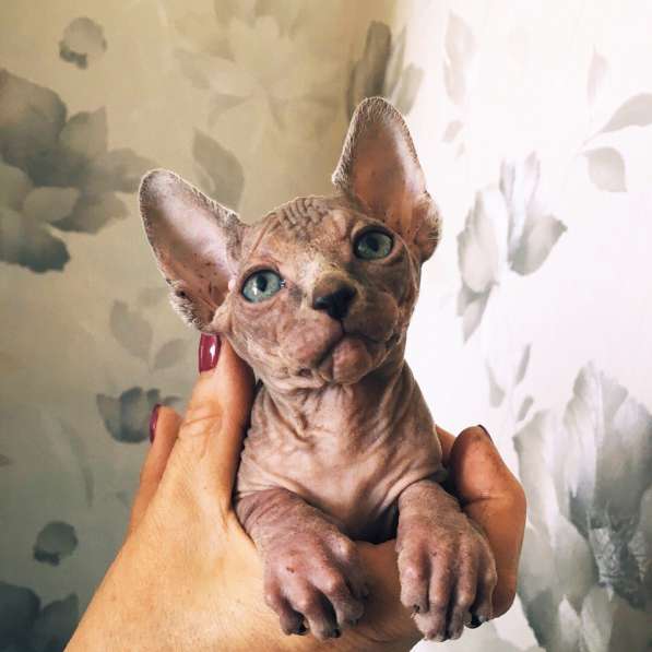 Продам котят в Самаре фото 8