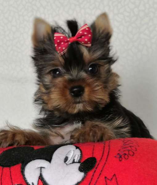 Щенки Йоркширского терьера в Москве фото 7