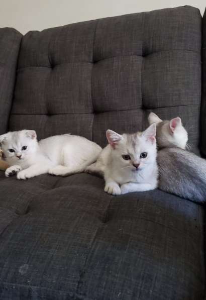 Scottish Golden Chinchilla and Silver в фото 21