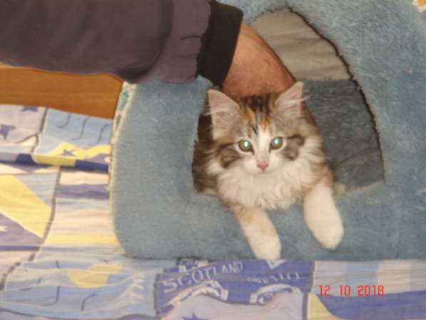 Отдам котят в хорошие руки в фото 8