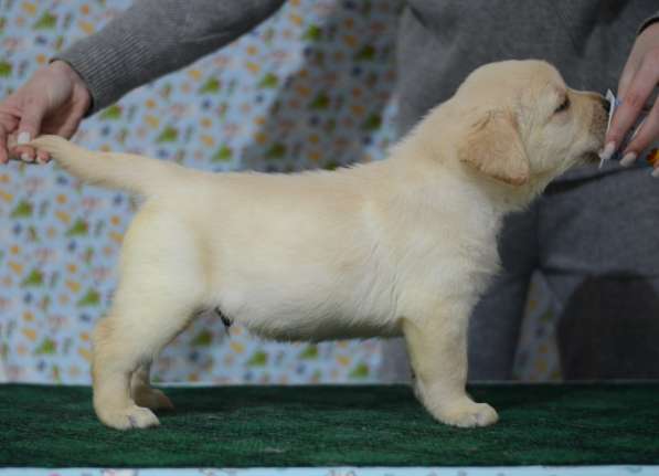 Щенки лабрадора ретривера в фото 16