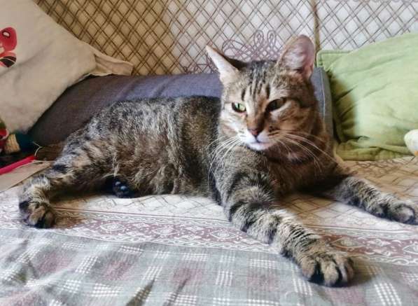 Алиса &mdash; беззащитное существо ищет дом в Москве фото 16