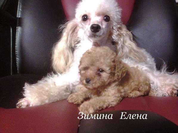 Щенки миниатюрного пуделя в Москве фото 3