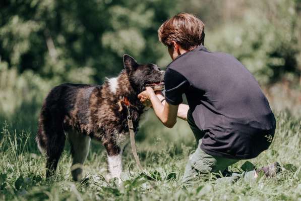 Ака ищет дом в Москве фото 4