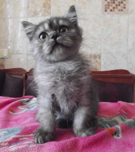 Клубные котята для тех, кто ценит качество в фото 15