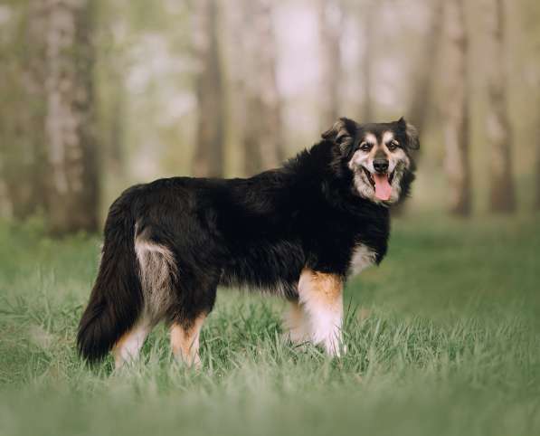 Пушистая весёлая Дакота ищет семью в Москве фото 26