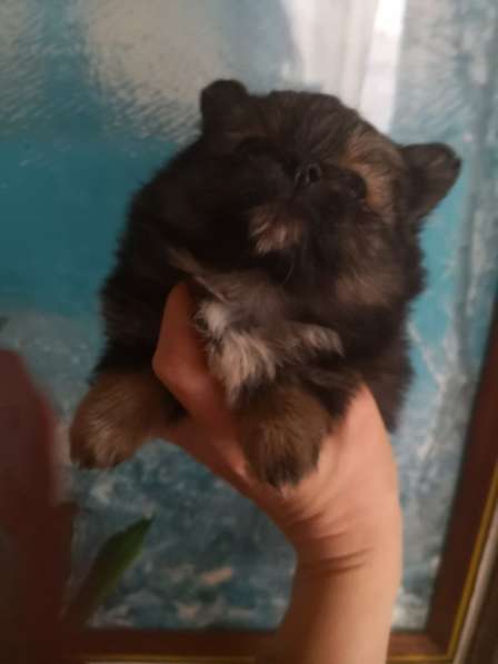 Мини-мишка девочка померанского шпица. Крошечная в фото 21