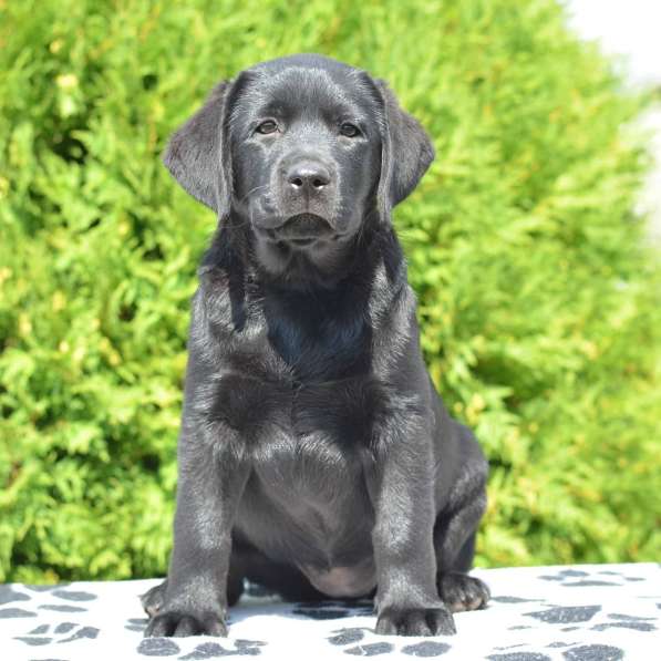 Щенки лабрадора- ретривера в фото 12