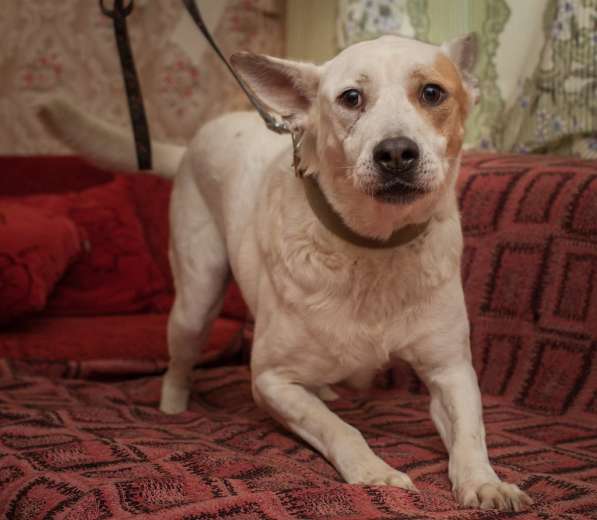 Собаке очень нужен дом в Нижнем Новгороде фото 15