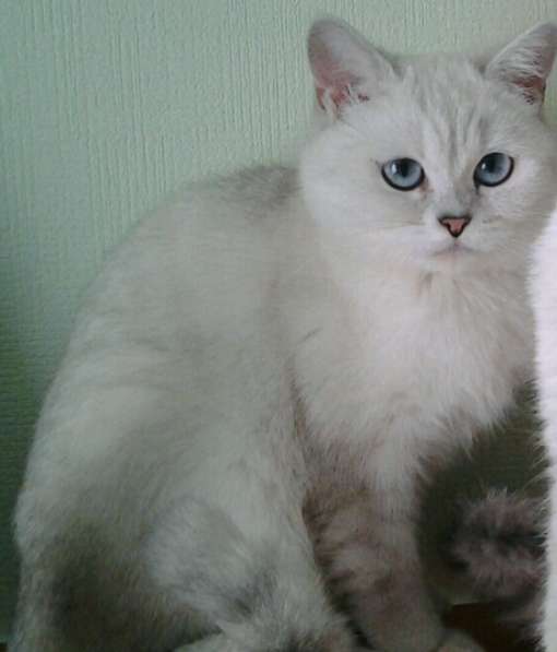 Британская голубоглазая кошечка шиншилла поинт в Москве фото 3
