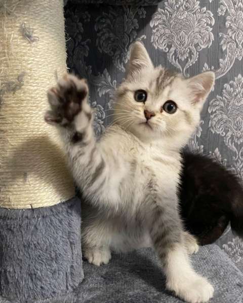 Добрый день друзья. Я продаю замечательных котят в фото 12