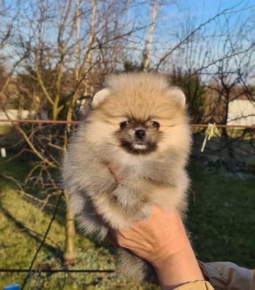 Щенки шпиц в Калининграде фото 15