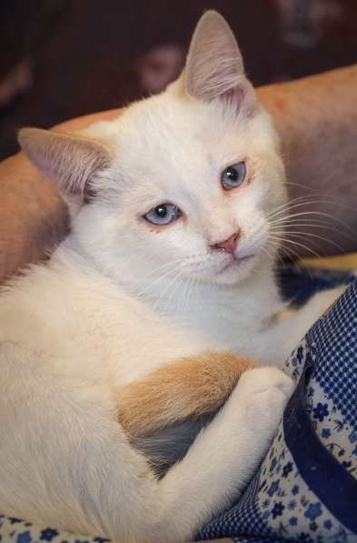 Ищем добрые руки для маленьких котят в Москве фото 12