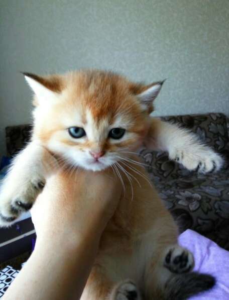 Британская кошечка в Санкт-Петербурге фото 9