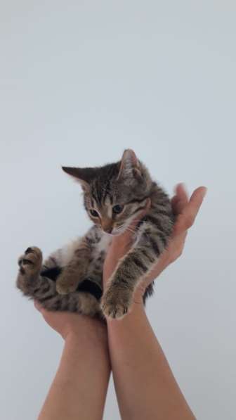 Котята метисы бенгала в Москве