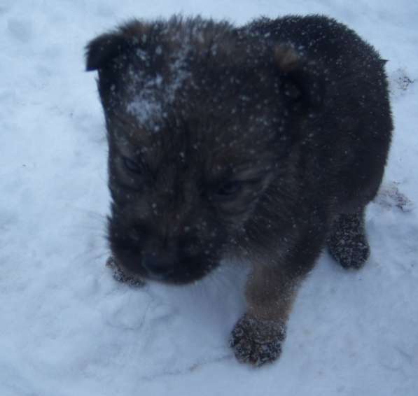 Щенок ищет доброго хозяина в Красноярске фото 17