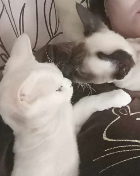 Девон-рекс котята, питомник Улан-Удэ в Улан-Удэ фото 8