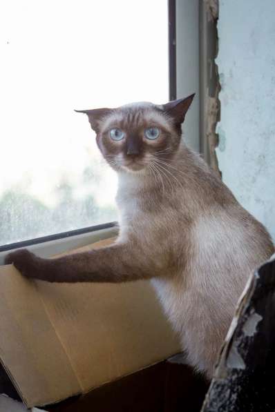 Смешная невидимка кошка Чуча ищет дом
