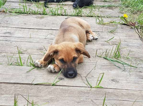 Замечательные щенки ищут любящую семью в Москве