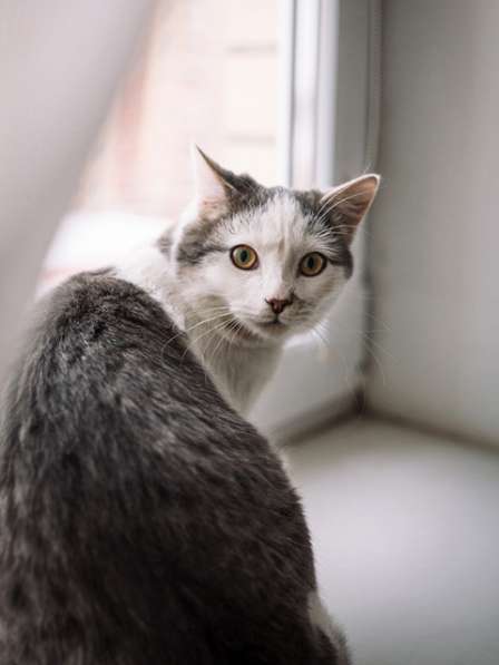 Котенок-подросток Маркиз, обаятельный позитивчик в дар в Москве фото 5