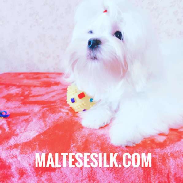 Щенки мальтезе. Мальтийская болонка в Екатеринбурге фото 6