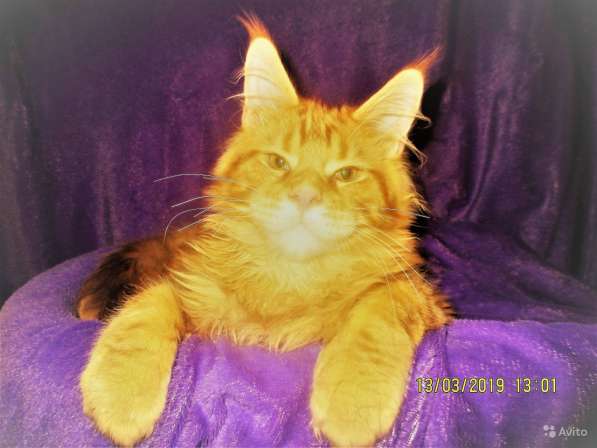 Котёнок шоу/брид класса, Чемпион WCF в Екатеринбурге фото 19