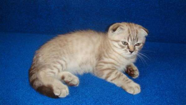 Шотландские котята редких окрасов в Москве фото 8