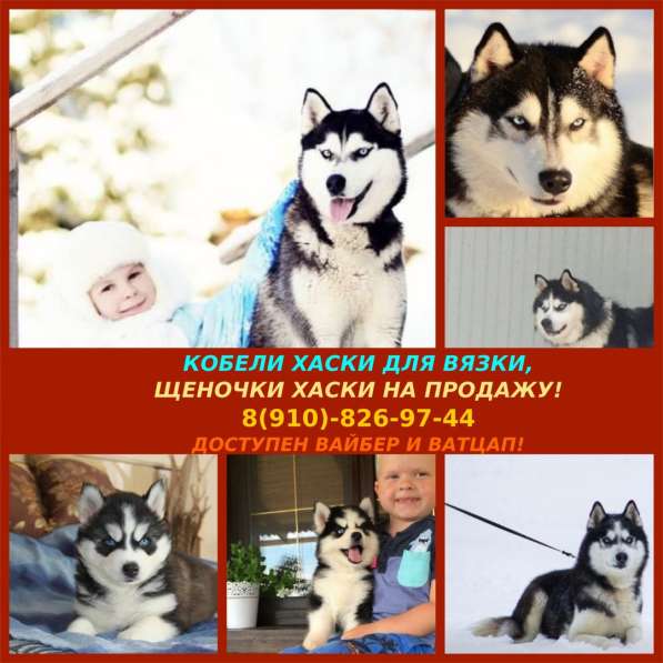 Кобели хаски для вязки в Тутаево