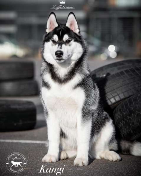 Siberian Husky from Multichampion Parents