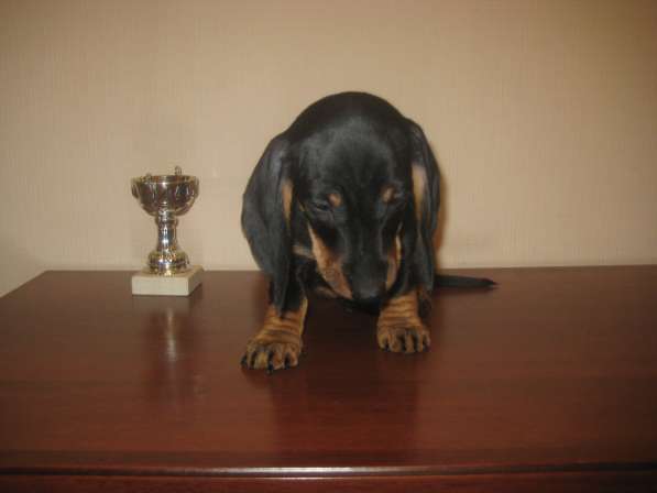 Щенок таксы стандартный в Москве фото 4