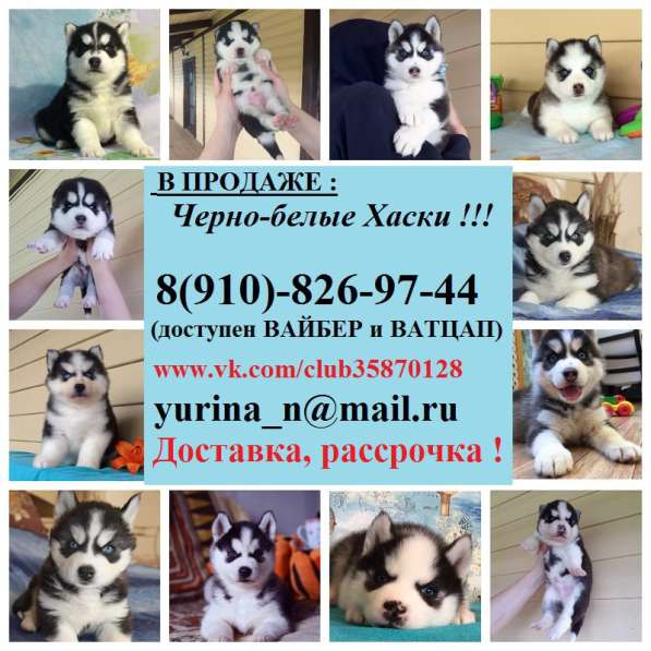 Волшебные черно-белые. голубоглазые и разноглазые щеночки ха в Уфе