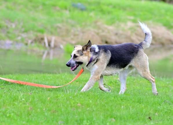 Сильвер &ndash; пес эмпат из приюта! Ищет дом! в Москве фото 5