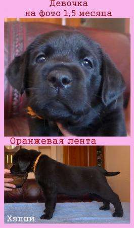 Черные щенки лабрадора со звездной родословной в Красноярске фото 5