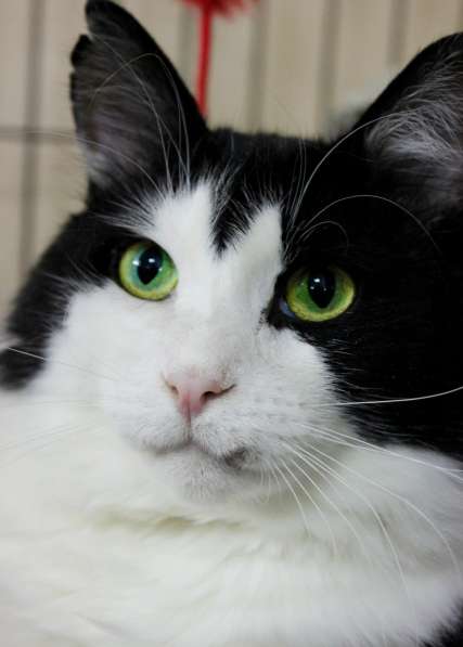 Подойдет ли вам котик Василёк? в Москве фото 4