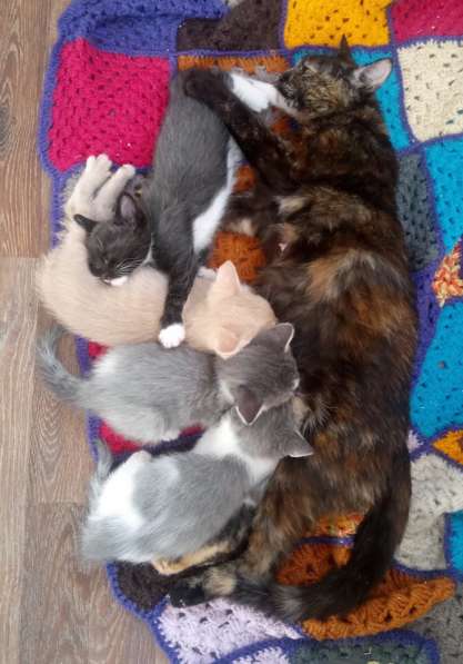 Кошечка в дар в Сочи фото 7