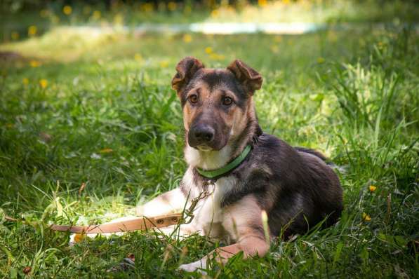 Отличная собака для семьи с детьми!