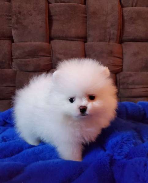 Чистокровные Щеночки Шпица