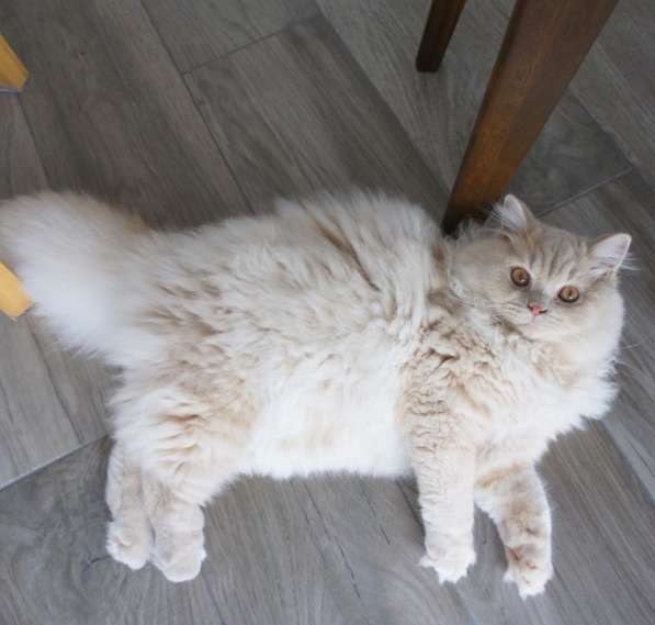 Шикарный длинношерстный рыжий британский кот