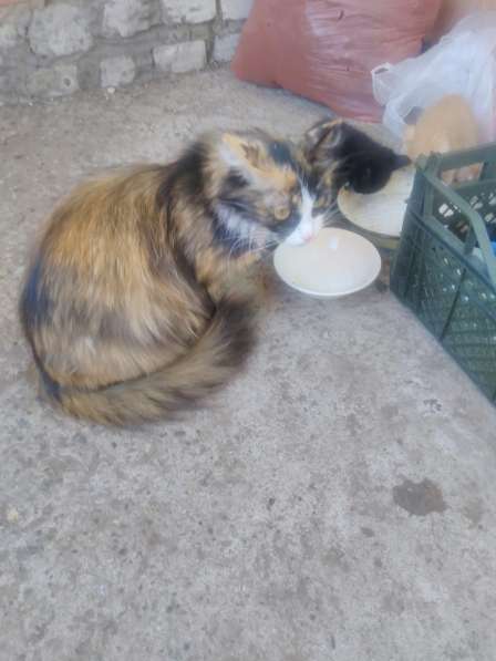 Отдам котят от кошки мышеловки, в добрые руки, кушают сами,д в Краснокамске фото 3